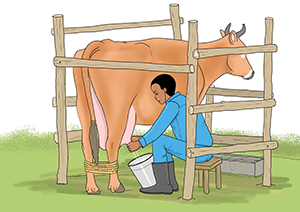 cow